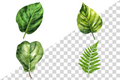 Tropical Green Leaves | Watercolor Botanical Foliage Clipart Product Image 4