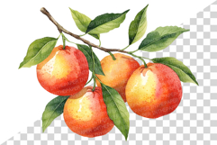 Red Grapefruit PNG | Watercolor Fruit Sweet Juicy Summer Product Image 5
