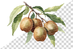 Green Kiwi PNG | Watercolor Fruit Sweet Juicy Summer Fresh Product Image 5