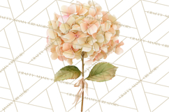 Watercolor Hydrangea Clipart, Florist Paper, Wedding Floral Product Image 2