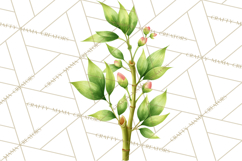 Jungle Plants Clipart, Tropical Leaves PNG, Watercolor Ferns Product Image 3