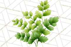 Jungle Plants Clipart, Tropical Leaves PNG, Watercolor Ferns Product Image 3