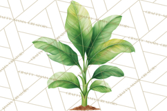 Jungle Plants Clipart, Tropical Leaves PNG, Watercolor Ferns Product Image 4