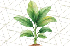 Jungle Plants Clipart, Tropical Leaves PNG, Watercolor Ferns Product Image 4