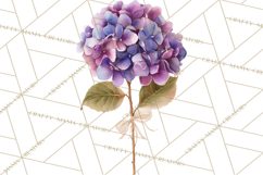 Watercolor Hydrangea Clipart, Florist Paper, Wedding Floral Product Image 4