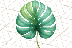 Jungle Plants Clipart, Tropical Leaves PNG, Watercolor Ferns Product Image 4