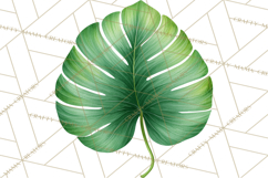 Jungle Plants Clipart, Tropical Leaves PNG, Watercolor Ferns Product Image 5