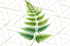 Jungle Plants Clipart, Tropical Leaves PNG, Watercolor Ferns Product Image 3