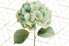 Watercolor Hydrangea Clipart, Florist Paper, Wedding Floral Product Image 5