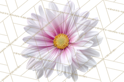 Soft Pastel Spring Floral Clipart, Pink Roses Tulips Png Product Image 2