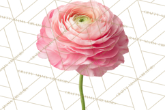 Soft Pastel Spring Floral Clipart, Pink Roses Tulips Png Product Image 3