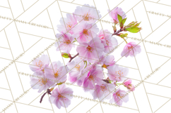 Soft Pastel Spring Floral Clipart, Pink Roses Tulips Png Product Image 4