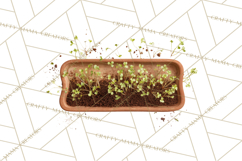 Early Spring Garden Cottagecore PNG, Seedling Terracotta Product Image 5