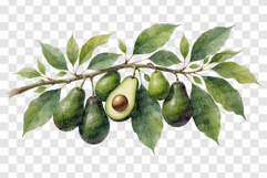 Avocado PNG | Watercolor Fruit Sweet Juicy Summer Fresh Half Product Image 6