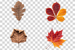 Autumn leaves Photo | fall foliage photography colorful leaf Product Image 6