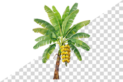 Banana PNG | Watercolor Fruit Sweet Juicy Summer Fresh Clip Product Image 6