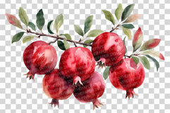 Pomegranate PNG | Watercolor Fruit Clipart Baskets Plastic Product Image 6