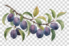 Plum PNG | Watercolor Fruit Clipart Purple Violet Splash Product Image 6