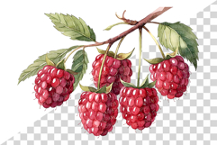 Raspberry PNG | Watercolor Fruit Sweet Juicy Summer Fresh Product Image 6