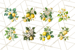 Vintage Lemon Botanical PNG Clipart, Citrus Fruit Product Image 5