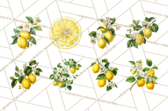Vintage Lemon Botanical PNG Clipart, Citrus Fruit Product Image 6