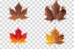 Autumn leaves Photo | fall foliage photography colorful leaf Product Image 7