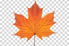 Autumn leaves Photo | fall foliage photography colorful leaf Product Image 8