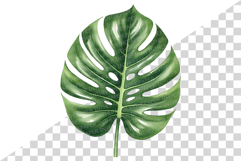 Tropical Green Leaves | Watercolor Botanical Foliage Clipart Product Image 9