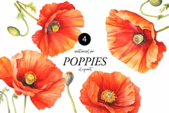 Watercolor Poppy Floral Clipart - Red poppies clipart png Product Image 1