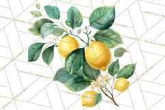 Vintage Lemon Botanical PNG Clipart, Citrus Fruit Product Image 2