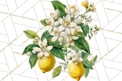 Vintage Lemon Botanical PNG Clipart, Citrus Fruit Product Image 4