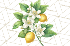 Vintage Lemon Botanical PNG Clipart, Citrus Fruit Product Image 2