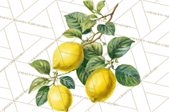 Vintage Lemon Botanical PNG Clipart, Citrus Fruit Product Image 4