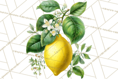 Vintage Lemon Botanical PNG Clipart, Citrus Fruit Product Image 5