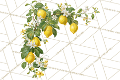 Vintage Lemon Botanical PNG Clipart, Citrus Fruit Product Image 5