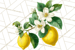 Vintage Lemon Botanical PNG Clipart, Citrus Fruit Product Image 3