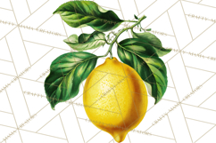 Vintage Lemon Botanical PNG Clipart, Citrus Fruit Product Image 5