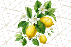 Vintage Lemon Botanical PNG Clipart, Citrus Fruit Product Image 2