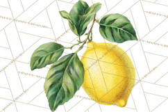 Vintage Lemon Botanical PNG Clipart, Citrus Fruit Product Image 3