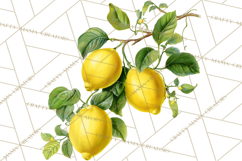 Vintage Lemon Botanical PNG Clipart, Citrus Fruit Product Image 4