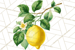 Vintage Lemon Botanical PNG Clipart, Citrus Fruit Product Image 4