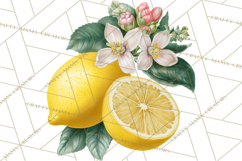 Vintage Lemon Botanical PNG Clipart, Citrus Fruit Product Image 5