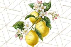 Vintage Lemon Botanical PNG Clipart, Citrus Fruit Product Image 4