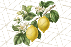 Vintage Lemon Botanical PNG Clipart, Citrus Fruit Product Image 5