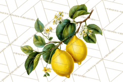 Vintage Lemon Botanical PNG Clipart, Citrus Fruit Product Image 2