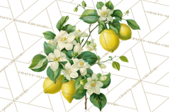 Vintage Lemon Botanical PNG Clipart, Citrus Fruit Product Image 3