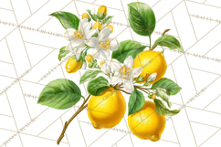 Vintage Lemon Botanical PNG Clipart, Citrus Fruit Product Image 5