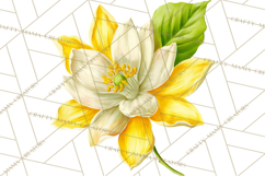 Vintage Lemon Botanical PNG Clipart, Citrus Fruit Product Image 5