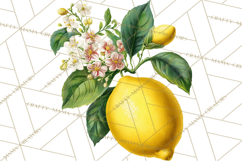 Vintage Lemon Botanical PNG Clipart, Citrus Fruit Product Image 2