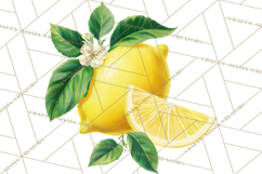 Vintage Lemon Botanical PNG Clipart, Citrus Fruit Product Image 5